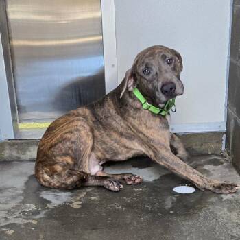 Jack Wyatt -  Mixed Breed Dog for Adoption in Freeport, Florida - Jack Wyatt | PetCurious