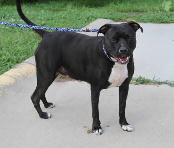 Rosa Barks (Photos July 9th 2026) -  Pit Bull Terrier Dog for Adoption in Marietta, Ohio - Rosa Barks (Photos July 9th 2026) | PetCurious