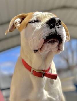 Steph -  American Bulldog and Mixed Breed Dog for Adoption in Oxford, Michigan - Steph | PetCurious
