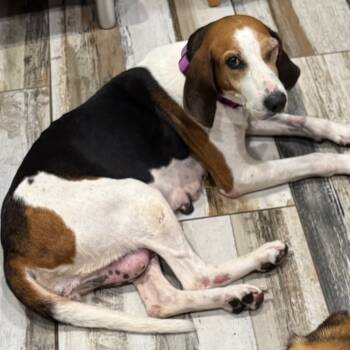 Rescue Foxhound and Treeing Walker Coonhound Dogs for Adoption in West Palm Beach, Florida - JESSIE | PetCurious