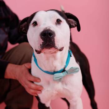 American Staffordshire Terrier Dogs Available for Adoption in Sanford, North Carolina - Smitty | PetCurious