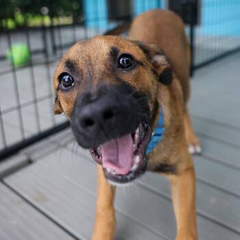 Arlo -  Belgian Shepherd Malinois and Mixed Breed Dog for Adoption in Bradenton, Florida - Arlo | PetCurious