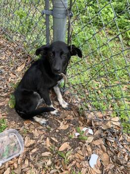 Mixed Breed Dogs Available for Adoption in Dallas, Texas - PARKER | PetCurious
