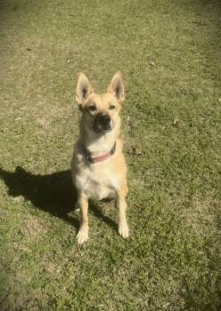 German Shepherd Dog Dogs Available for Adoption - Cypress | PetCurious