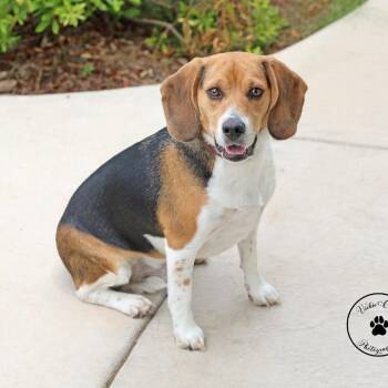 Beagle Dogs Available for Adoption in Abilene, Texas - Archie | PetCurious