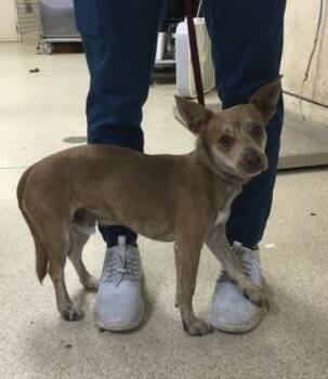 CHAPO -  Chihuahua and Mixed Breed Dog for Adoption in Riverside, California - CHAPO | PetCurious