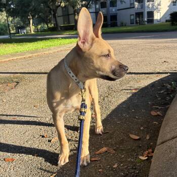 Flittermouse -  Black Mouth Cur Dog for Adoption in Tampa, Florida - Flittermouse | PetCurious