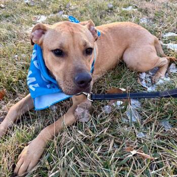 Labrador Retriever Dogs Available for Adoption - Simba P4P | PetCurious