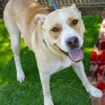 Lala -  Yellow Labrador Retriever and Mixed Breed Dog for Adoption in Hopkinton, Massachusetts - Lala | PetCurious