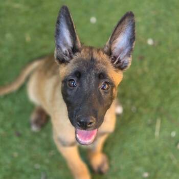 Victoria KL -  Belgian Shepherd Malinois and German Shepherd Dog Dog for Adoption in Austin, Texas - Victoria KL | PetCurious