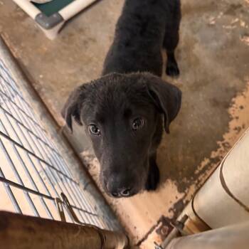 Casey -  Labrador Retriever Dog for Adoption in Starkville, Mississippi - Casey | PetCurious