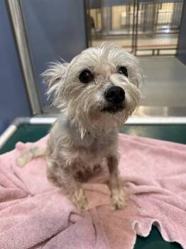ROYCE -  Yorkshire Terrier and Mixed Breed Dog for Adoption in South Lake Tahoe, California - ROYCE | PetCurious