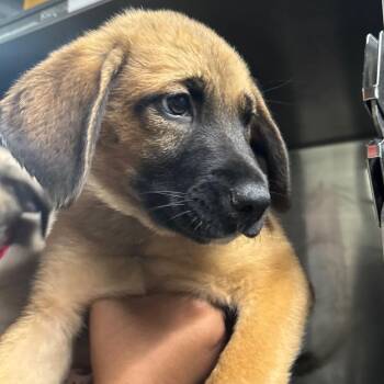 Shepherd and Mixed Breed Dogs Available for Adoption in Tampa, Florida - Fable | PetCurious