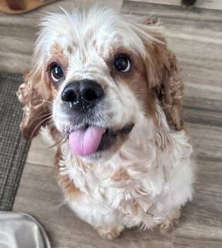 Rescue Cocker Spaniel Dogs for Adoption in Austin, Texas - Peanut Butter | PetCurious