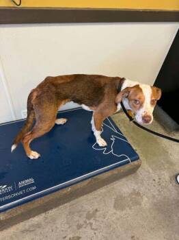 Lobster -  Fox Terrier and Mixed Breed Dog for Adoption in Bowling Green, Kentucky - Lobster | PetCurious