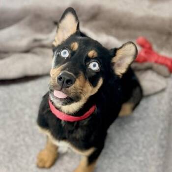 Maddie -  Australian Shepherd and Mixed Breed Dog for Adoption in Atlanta, Georgia - Maddie | PetCurious
