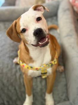 Pit Bull Terrier Dogs Available for Adoption in Clay, New York - Wren | PetCurious