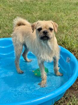 Coby -  Pug and Wirehaired Terrier Dog for Adoption in Canyon Lake, Texas - Coby | PetCurious