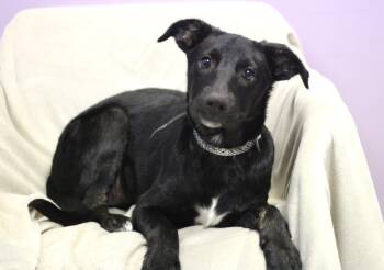 Virtue in NH. Come Meet our Adoptable Dogs Wednesday-Saturday. M -  Retriever Dog for Adoption in Manchester, New Hampshire - Virtue In NH. Come Meet Our Adoptable Dogs Wednesday-Saturday. M | PetCurious