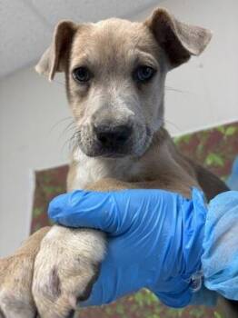 Shepherd and Mixed Breed Dogs Available for Adoption in San Antonio, Texas - Saren | PetCurious