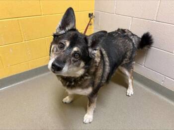 MIA -  Norwegian Elkhound and Mixed Breed Dog for Adoption in Colorado Springs, Colorado - MIA | PetCurious