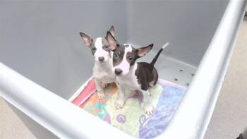 THING 1 -  Bull Terrier and Mixed Breed Dog for Adoption in Omaha, Nebraska - THING 1 | PetCurious