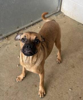 Chihuahua and Pug Dogs Available for Adoption in Sterling, Massachusetts - Nandy 5 Months Male AVAILABLE 4/29 | PetCurious