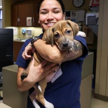 Mixed Breed Dogs Available for Adoption - Green Arrow | PetCurious