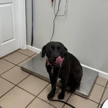 Boscoe -  Black Labrador Retriever and Mixed Breed Dog for Adoption in Starkville, Mississippi - Boscoe | PetCurious