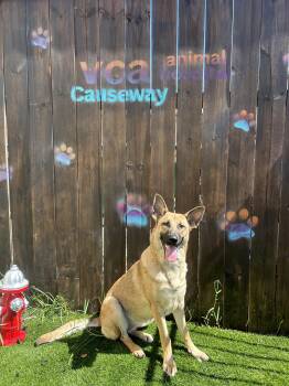 Athena, lover of water -  German Shepherd Dog Dog for Adoption in Metairie, Louisiana - Athena, Lover Of Water | PetCurious