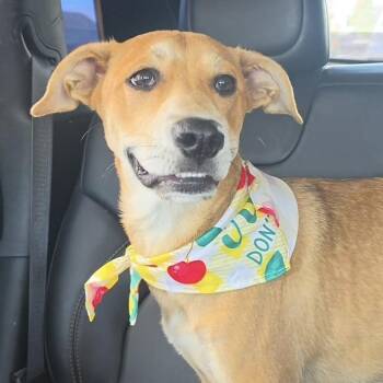 Debbie Deb -  Boxer Dog for Adoption in Whittier, California - Debbie Deb | PetCurious
