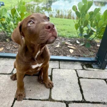 Taco -  Retriever and Mixed Breed Dog for Adoption in Bradenton, Florida - Taco | PetCurious
