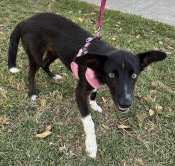 ARYA -  Border Collie Dog for Adoption in Bell Gardens, California - ARYA | PetCurious