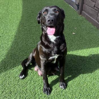 Black Labrador Retriever and Mixed Breed Dogs Available for Adoption in Loxahatchee Groves, Florida - Charcoal 8872 | PetCurious