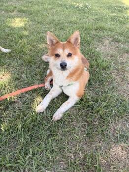 TIFFANY -  Shiba Inu and Jindo Dog for Adoption in Johns Creek, Georgia - TIFFANY | PetCurious