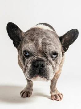 Peter -  French Bulldog Dog for Adoption in Fort Myers, Florida - Peter | PetCurious