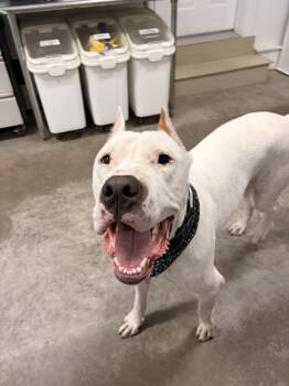 Anton -  Dogo Argentino Dog for Adoption in New Boston, New Hampshire - Anton | PetCurious