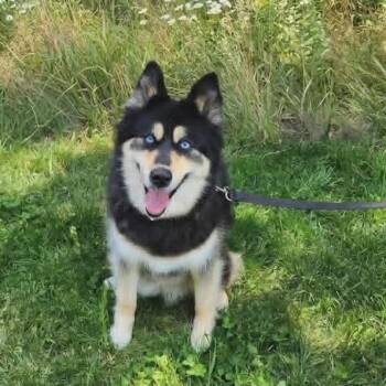 Athena -  Siberian Husky and Pomeranian Dog for Adoption in Olathe, Kansas - Athena | PetCurious