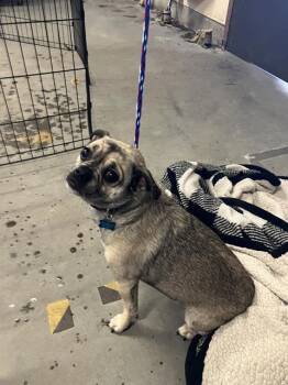 Pug and Mixed Breed Dogs Available for Adoption in Camarillo, California - RYDER | PetCurious