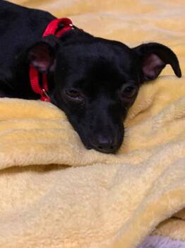 Luna -  Chihuahua and Mixed Breed Dog for Adoption in Valley Stream, New York - Luna | PetCurious