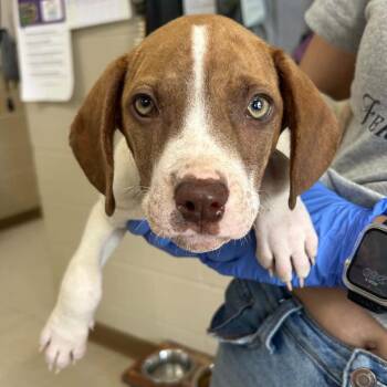 Freddie -  Mountain Cur and English Pointer Dog for Adoption in Jacksboro, Tennessee - Freddie | PetCurious