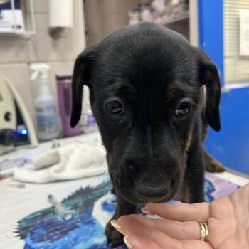 Black Labrador Retriever and Mixed Breed Dogs Available for Adoption - Lilac | PetCurious