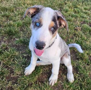 Asher -  Catahoula Leopard Dog and Australian Shepherd Dog for Adoption in Lewiston, Idaho - Asher | PetCurious