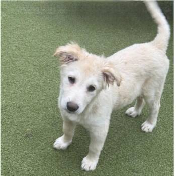 Terrier Dogs Available for Adoption - TINSEL | PetCurious