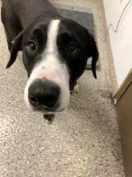 Mixed Breed Dogs Available for Adoption in Vancouver, Washington - Florence | PetCurious