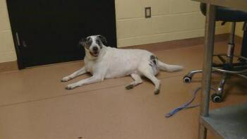 NOVA -  Australian Shepherd and Labrador Retriever Dog for Adoption in Cookeville, Tennessee - NOVA | PetCurious