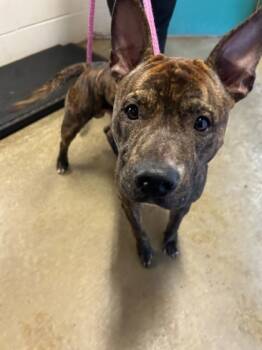 Rescue Pit Bull Terrier and Mixed Breed Dogs for Adoption in Anderson, Indiana - Snickers | PetCurious