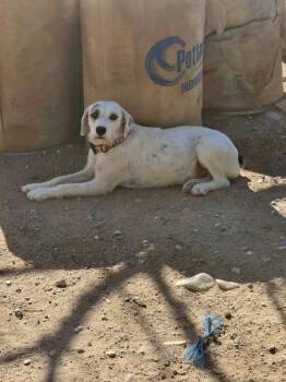 Poppi -  Cattle Dog and Terrier Dog for Adoption in Tucson, Arizona - Poppi | PetCurious