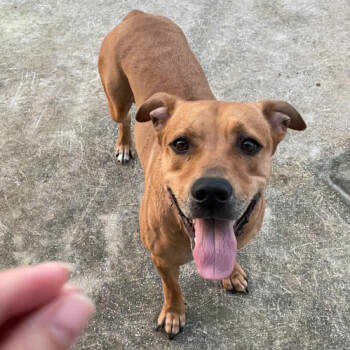 Tyson Fury -  Rhodesian Ridgeback Dog for Adoption in Fort Pierce, Florida - Tyson Fury | PetCurious