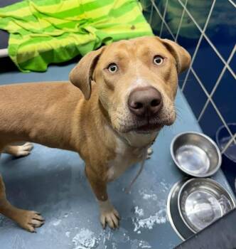 Labrador Retriever and American Staffordshire Terrier Dogs Available for Adoption in Sedalia, Colorado - Ellis | PetCurious